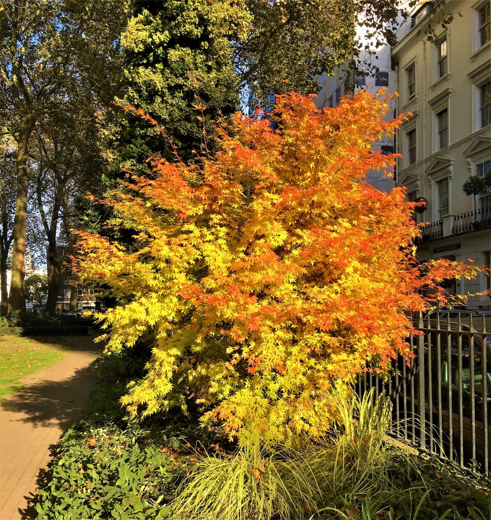 Autumn colours in London 